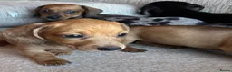 Miniature Dachshund dogs for sale: Miniature dachshunds - Advert 15