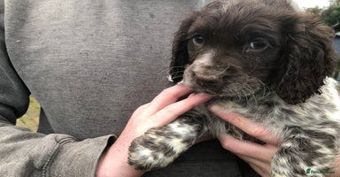 Cocker Spaniel dogs Fantastic litter of cocker spaniels - Advert 15