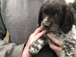 Cocker Spaniel dogs Fantastic litter of cocker spaniels - Advert 15