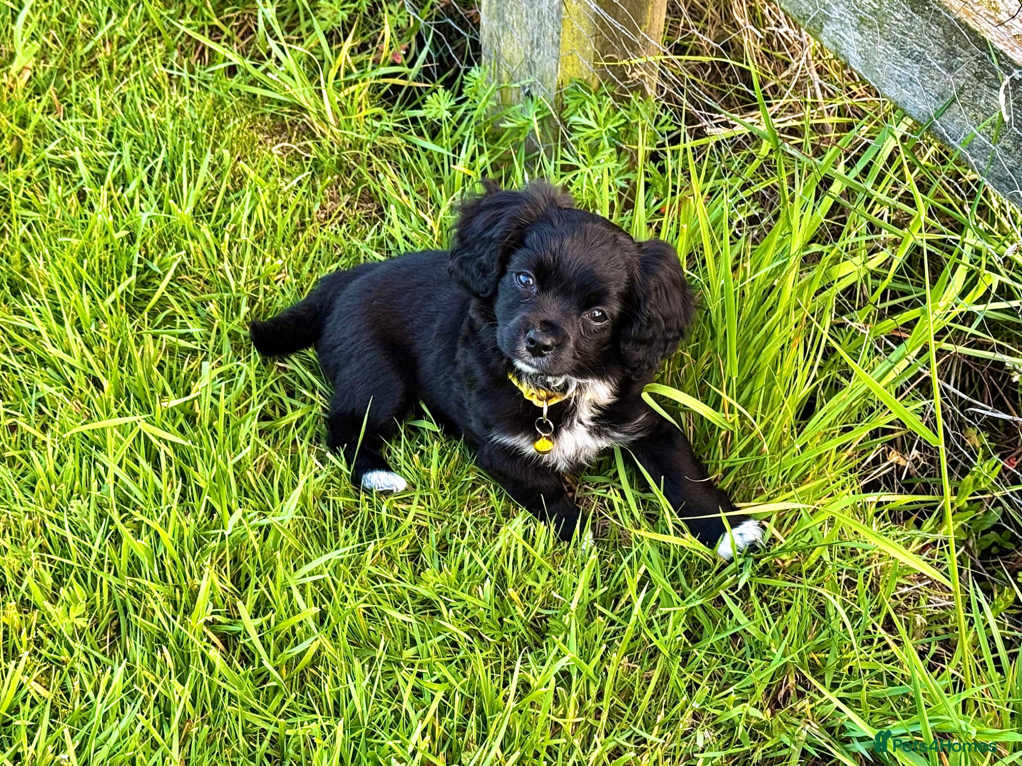 Mixed Breed dogs F1 cockerhuahua Chihuahua x Cocker Spaniel puppies - Advert 18