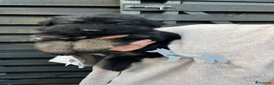 German Shepherd 6