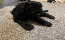Cavapoo dogs for sale: BEAUTIFUL Toy Cavapoos! - Image 31