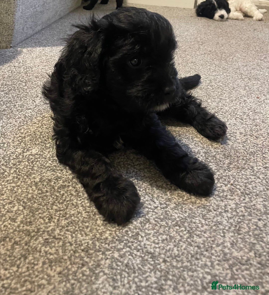 Cavapoo dogs for sale: BEAUTIFUL Toy Cavapoos! - Image 31