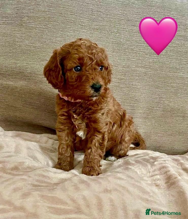 Cockapoo dogs 🐾 F1b Cockapoo Girls 🩷 💜 Health checked. - Advert 6