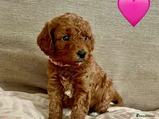Cockapoo dogs 🐾 F1b Cockapoo Girls 🩷 💜 Health checked. - Advert 6