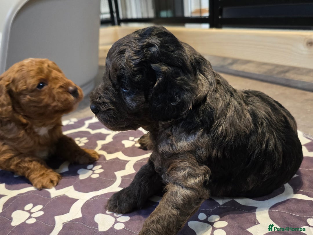 Cavapoo dogs for sale: Cavapoo puppies extensive health tested - Advert 8