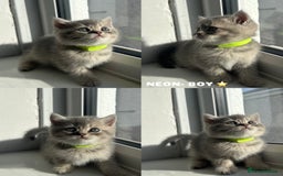 British Shorthair cats for sale: ⭐️TICA registered British Shorthair kittens⭐️ - Image 3