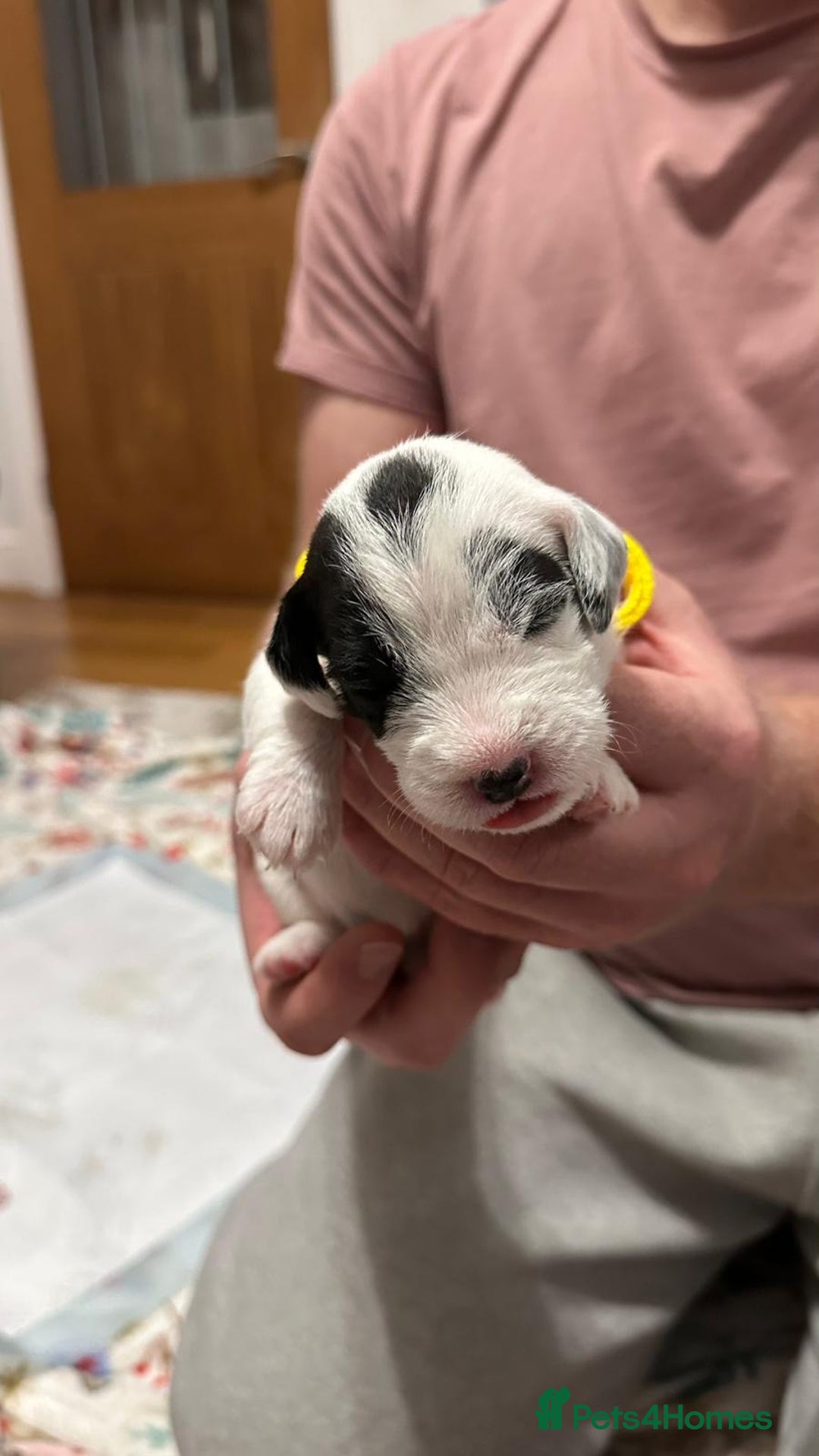 Parson Russell dogs for sale: KC registered Parsons Terriers - Advert 9