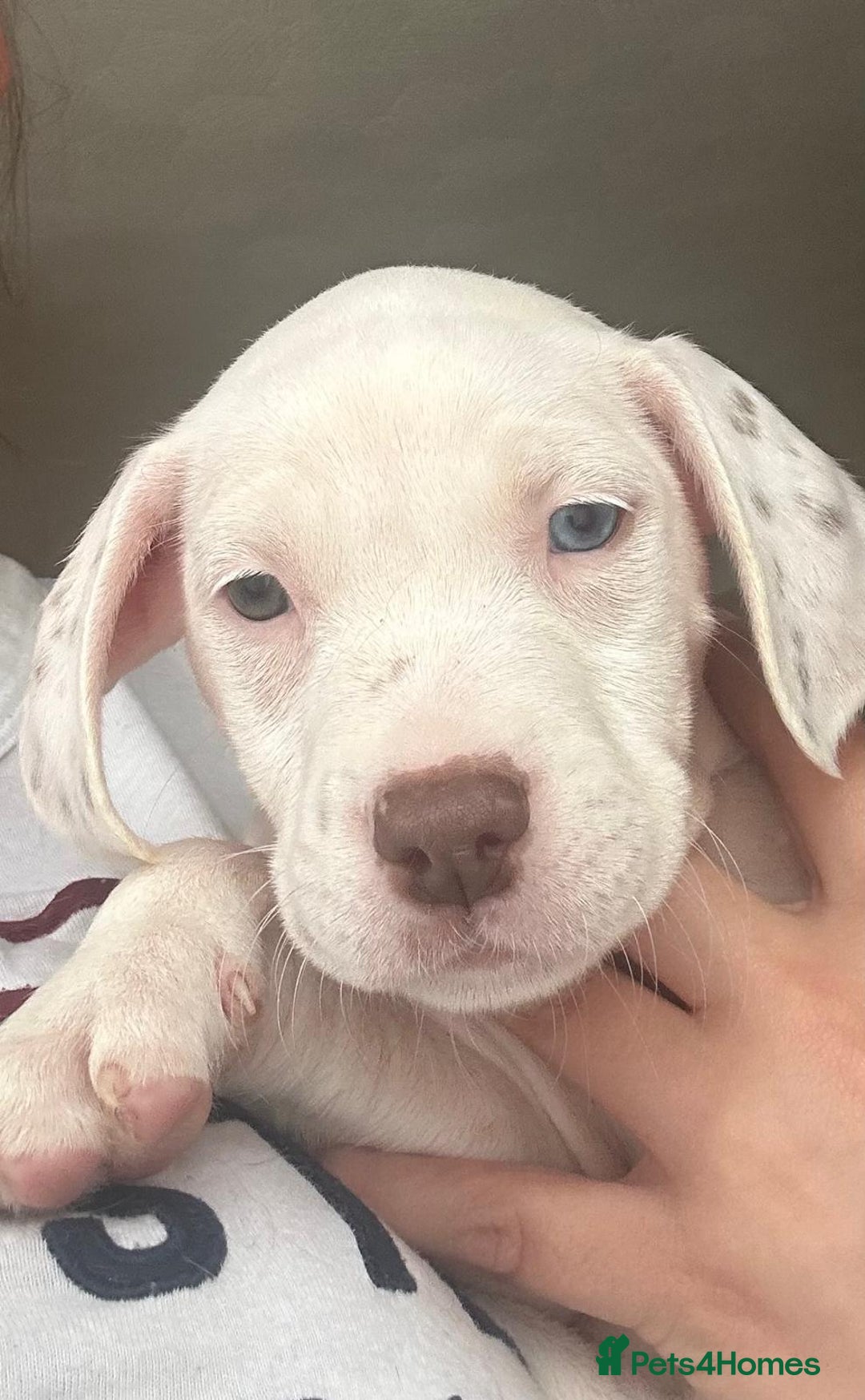 Mixed Breed dogs for sale: Springer Staffs  in St Albans - Image 4