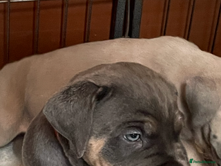 Cane Corso dogs CANE CORSO TOP QUALITY STRAJANO BLOODLINE FERMINTO - Advert 1
