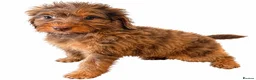 Cockapoo dogs for sale: ** COCKAPOOS PUPPIES AVAILABLE ** - Advert 7
