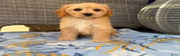 Cavapoo dogs for sale: F1 Cavapoo puppies !!! - Advert 6