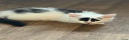 British Longhair cats for sale: Two longhaired kittens looking for forever home  - Advert 3