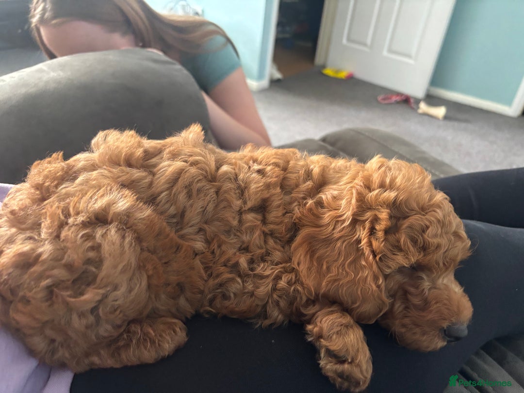 Miniature Poodle dogs for sale: KC miniature poodle  - Image 7