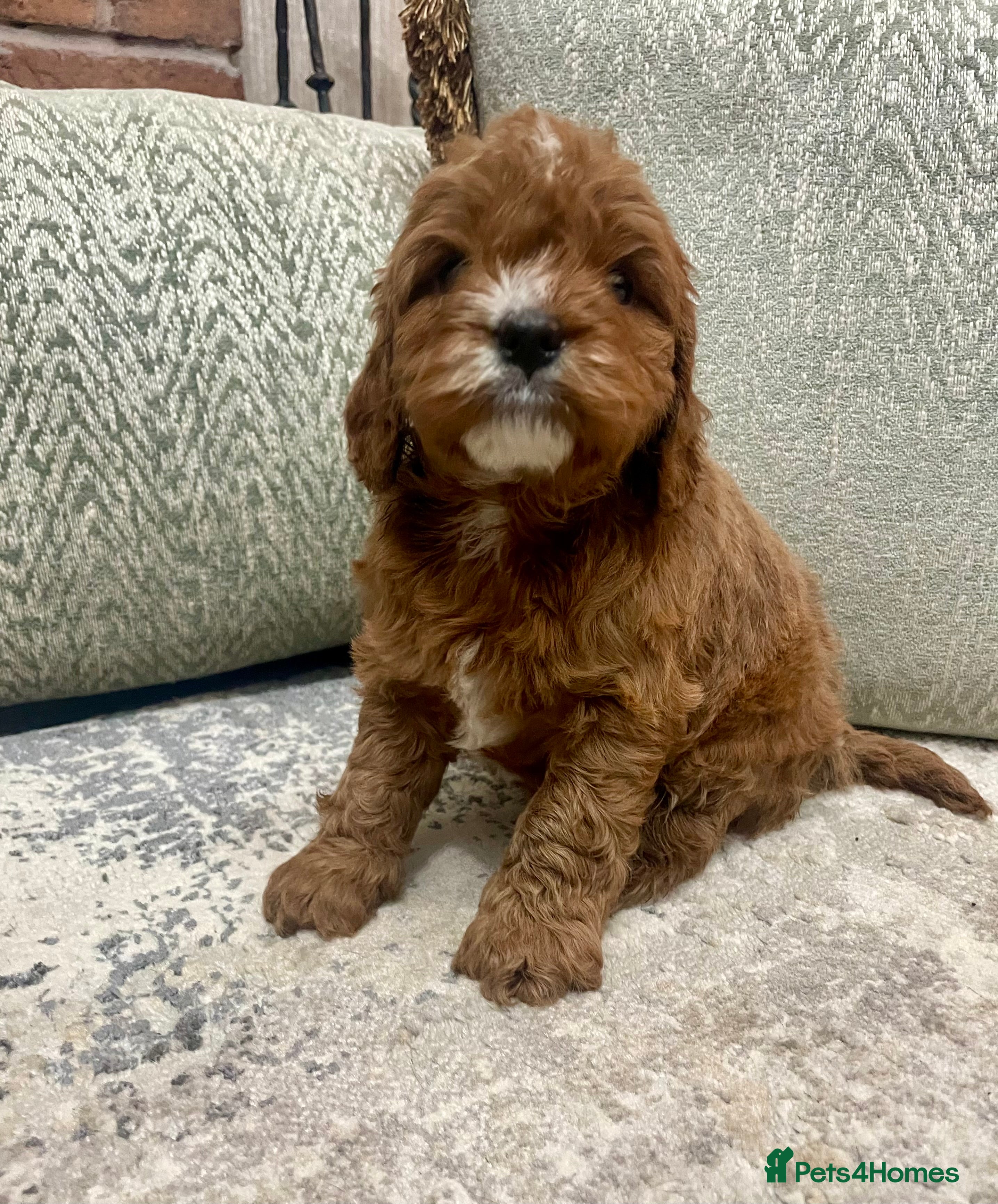 Cavapoo dogs Stunning Deep Red Health Tested F1 Cavapoos - Advert 9