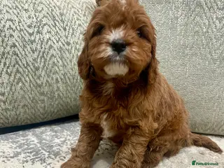 Cavapoo dogs Stunning Deep Red Health Tested F1 Cavapoos - Advert 9