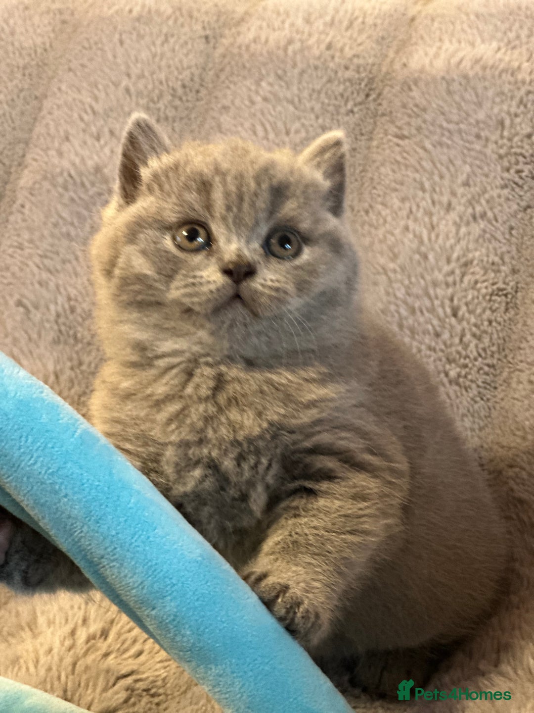 British Shorthair cats for sale: GCCF registered kitten  - Advert 10