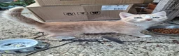 Mixed Breed cats for sale: Ginger/ cream kitten and black kitte.  - Advert 6