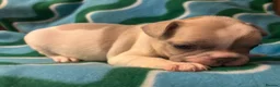 French Bulldog dogs for sale: KC French Bulldog puppies  - Advert 30
