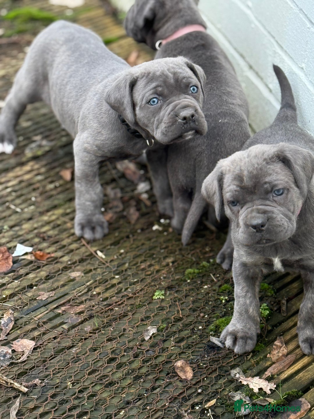 Cane Corso dogs for sale: Cane corso puppy’s  - Advert 3