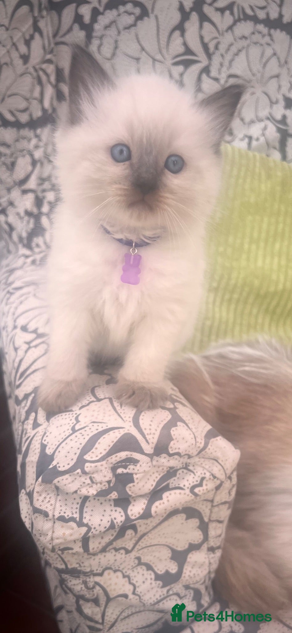 Ragdoll cats Pure ragdoll kittens - Advert 11