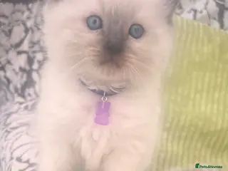 Ragdoll cats Pure ragdoll kittens - Advert 1