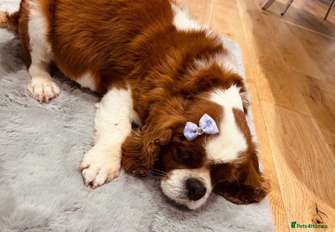 Cavapoo dogs for sale: 🐾 Red f1 Cavapoo Puppies 🐾 - Image 11