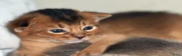 Abyssinian cats for sale:     Gorgeous kittens from champion parents 😽 - Advert 20