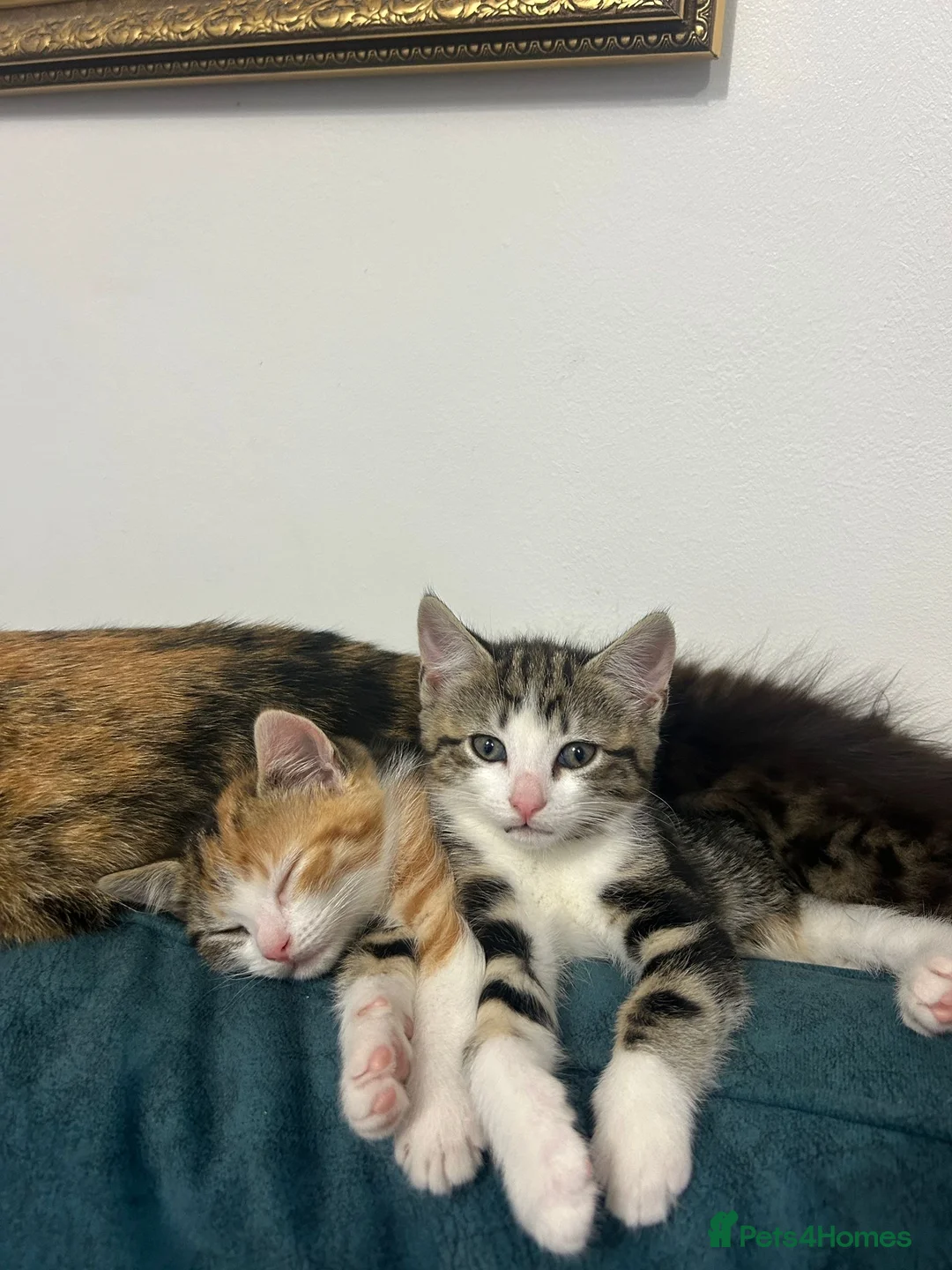 Mixed Breed cats for sale: Stripped British Shorthair & longhair kittens - Advert 11