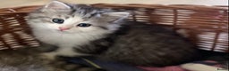 Mixed Breed cats for sale: Beautiful grey fluffy tabby kittens  - Advert 14