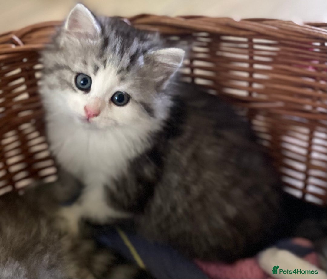 Mixed Breed cats for sale: Beautiful grey fluffy tabby kittens  - Advert 14