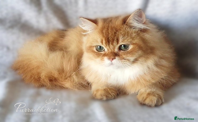 British Longhair cats - Advert 6