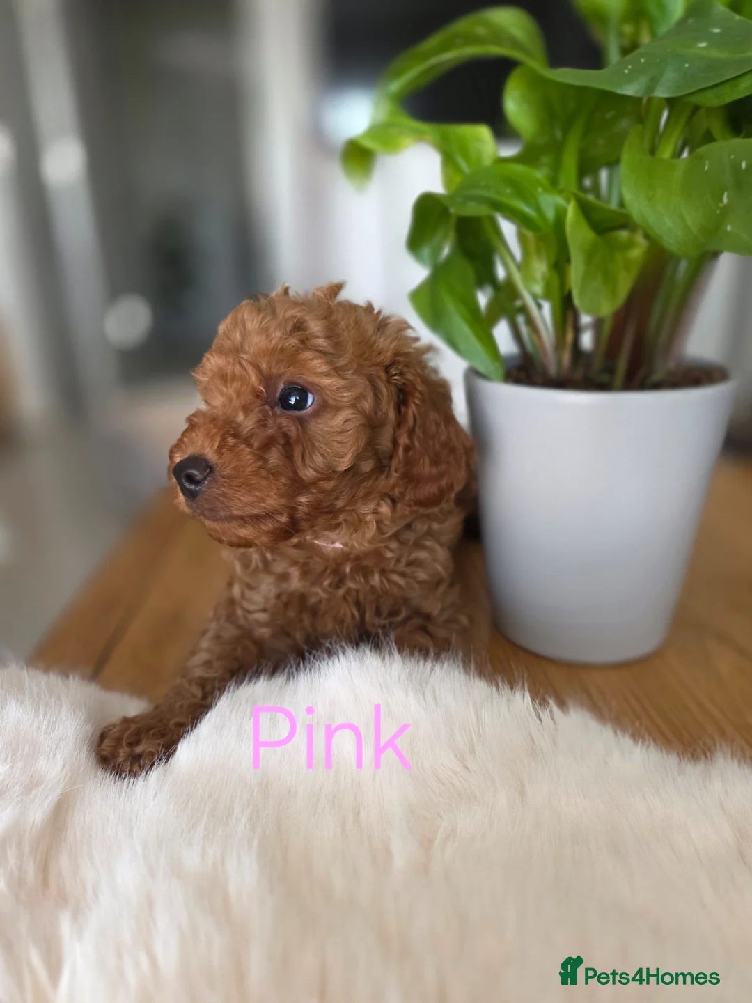 Toy Poodle dogs for sale: TOY POODLES 3x BOYS 2x GIRLS  in London - Advert 11