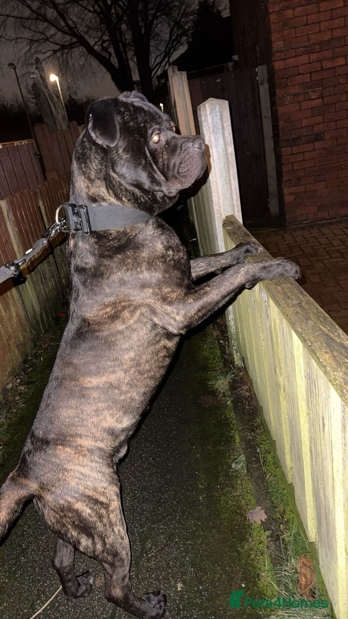 Cane Corso dogs for sale: Merle Cane Corso - Advert 3