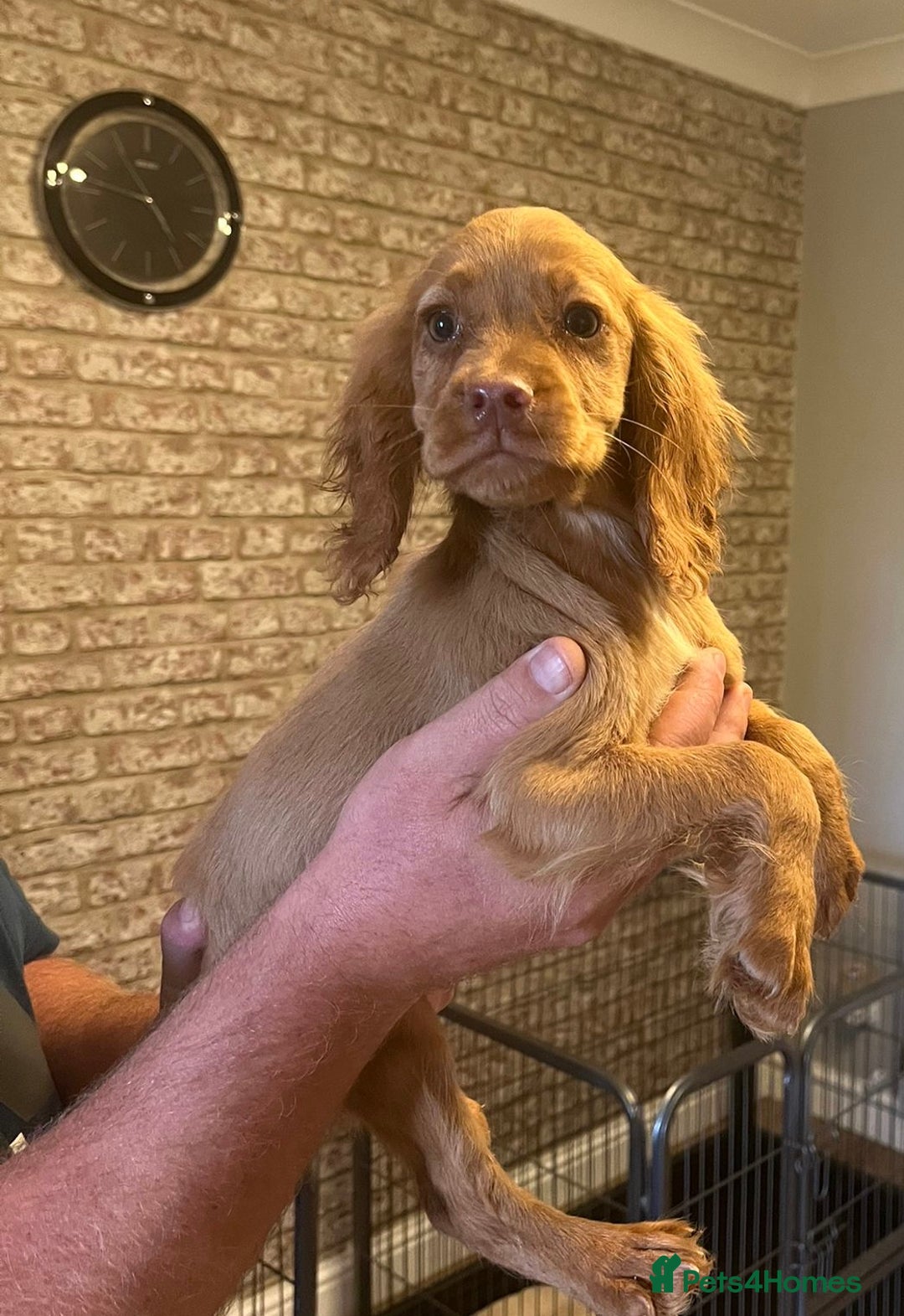 Cocker Spaniel dogs for sale: Fox red cocker spaniel pups  - Image 2