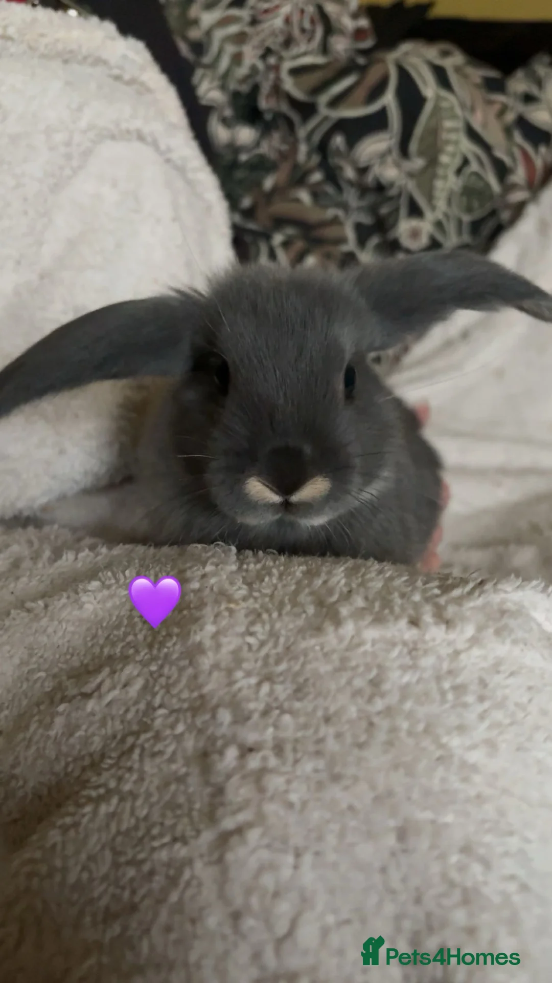 Mixed Breed rabbits for sale: baby rabbits now available - Advert 4