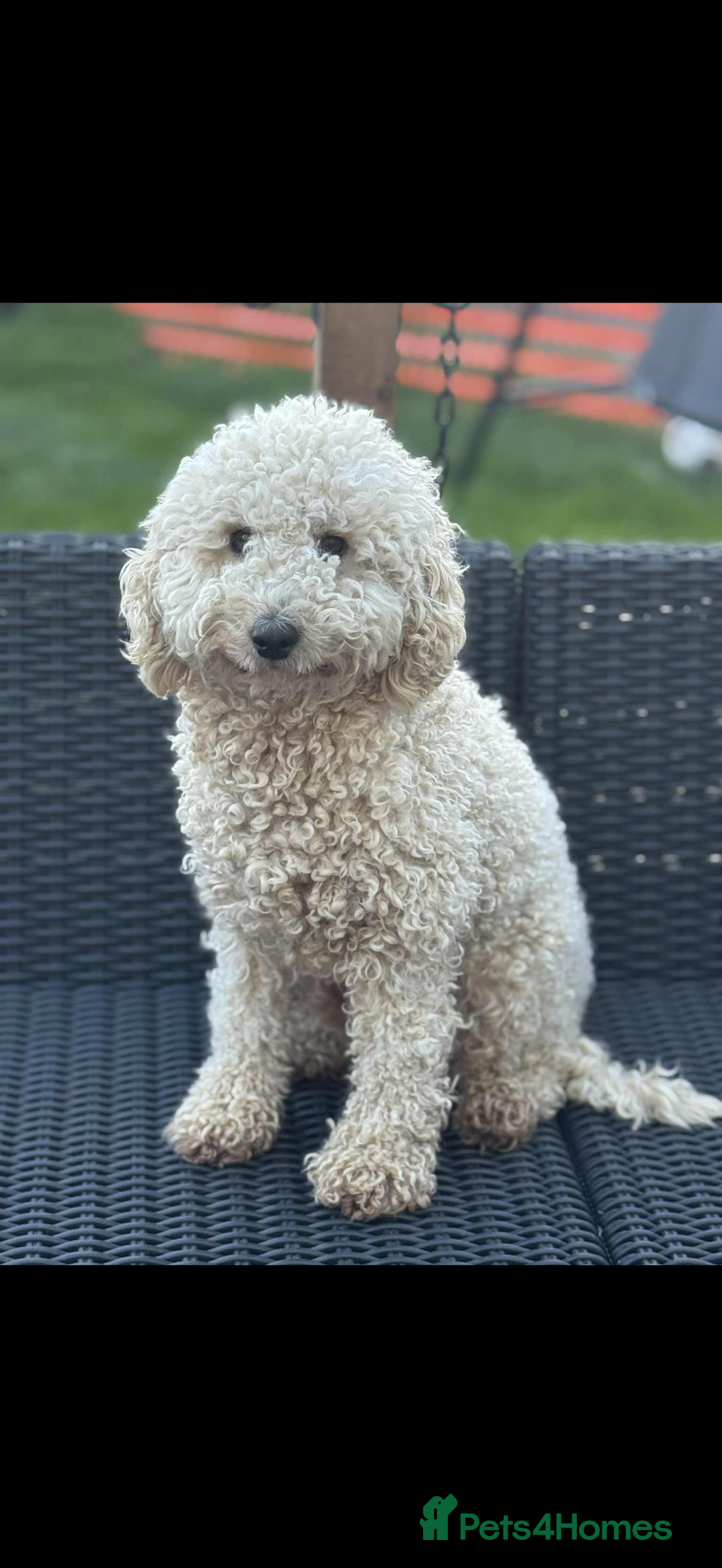 Mixed Breed dogs for sale: Beautiful Shihtzu cockerpoo shihpoo girl  - Advert 4