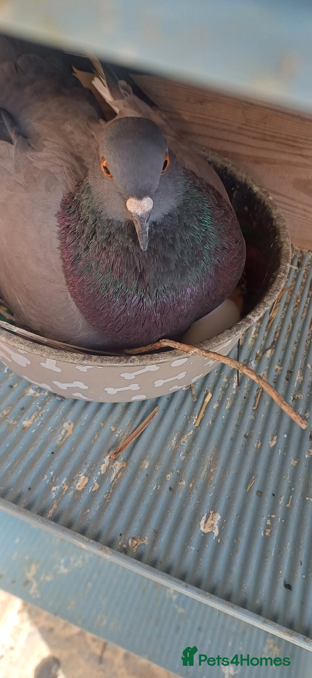 Pigeons birds for sale: Breeding pair of pigeons - Image 2