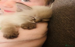 Ragdoll cats for sale: *Update- Only 1 left!* Gorgeous Ragdoll kittens!  - Image 20