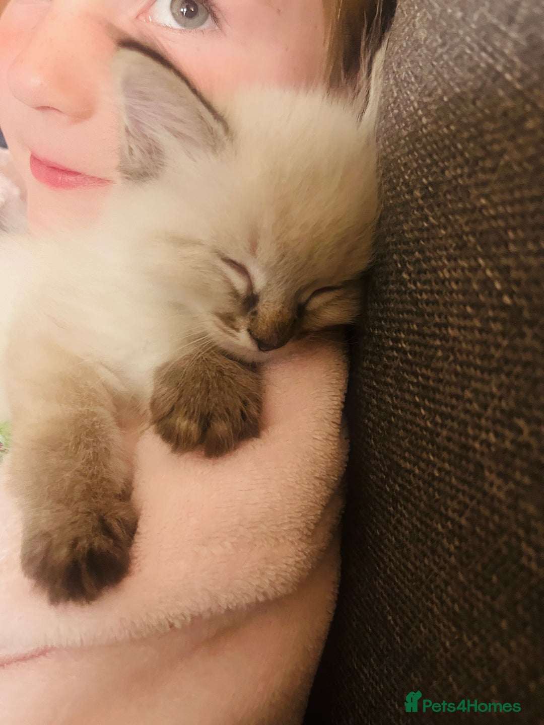 Ragdoll cats for sale: *Update- Only 1 left!* Gorgeous Ragdoll kittens!  - Image 20