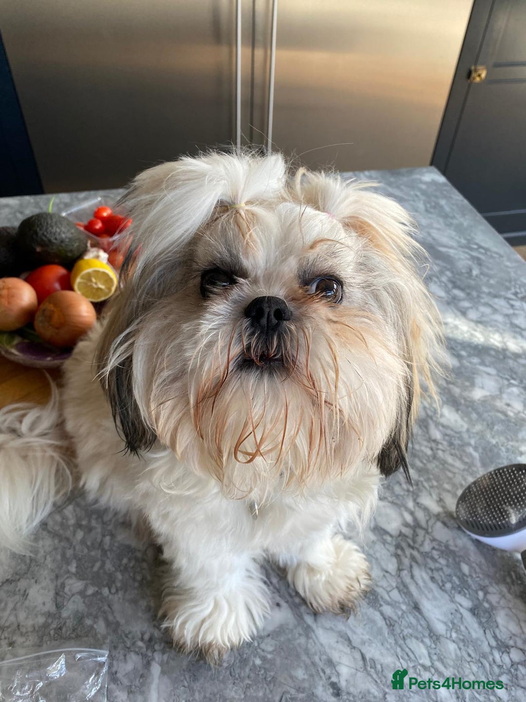 Shih Tzu dogs for sale: Shih Tzu Beauties, Imperial lines - Advert 1