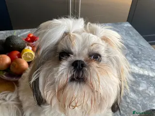 Shih Tzu dogs Shih Tzu Beauties, Imperial lines - Advert 3