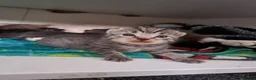 Mixed Breed cats for sale: Rag doll cross  - Advert 3