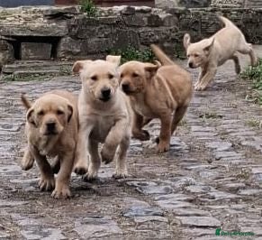 Labrador Retriever dogs Labrador puppies - Advert 2
