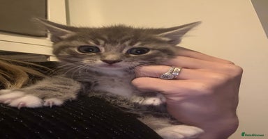 Mixed Breed cats - Advert 5