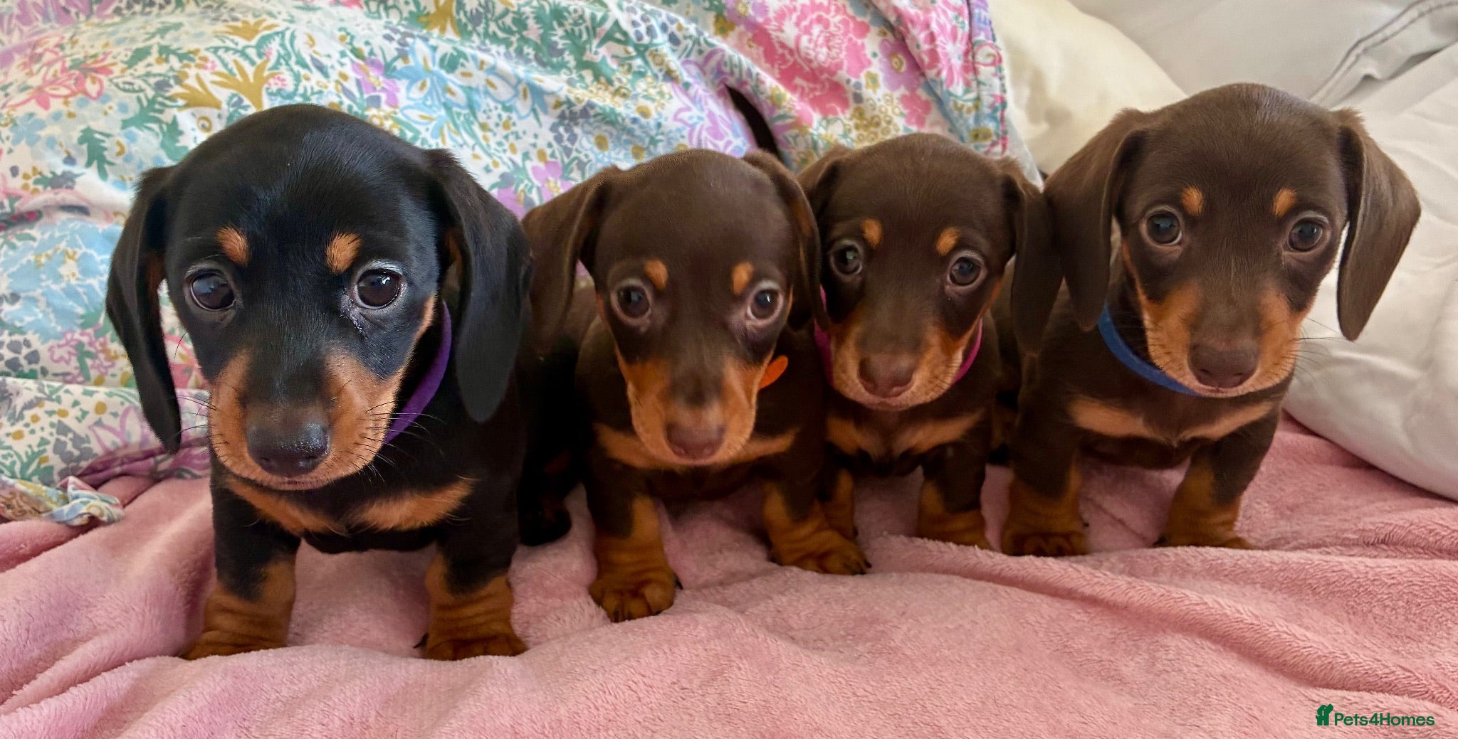 Dachshund dogs Beautiful Miniature Dachshund Puppies - Advert 15