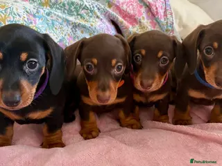 Dachshund dogs Beautiful Miniature Dachshund Puppies - Advert 15