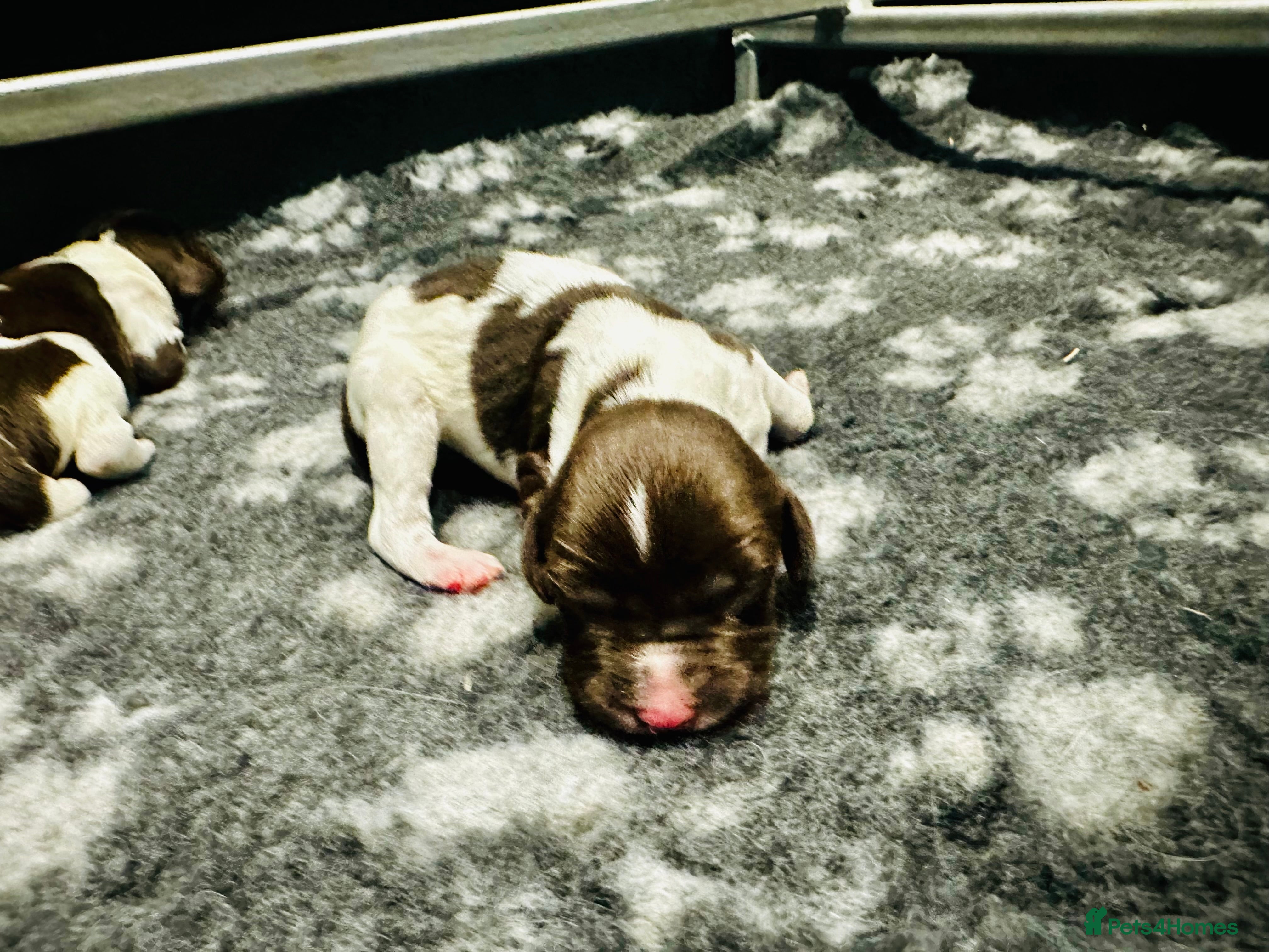 English Springer Spaniel dogs KC Registered English Springer Spaniel Puppies - Advert 2