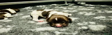 English Springer Spaniel 4