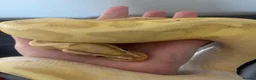 Python Snake reptiles for sale: Banana pied royal python  in Hull - Advert 2